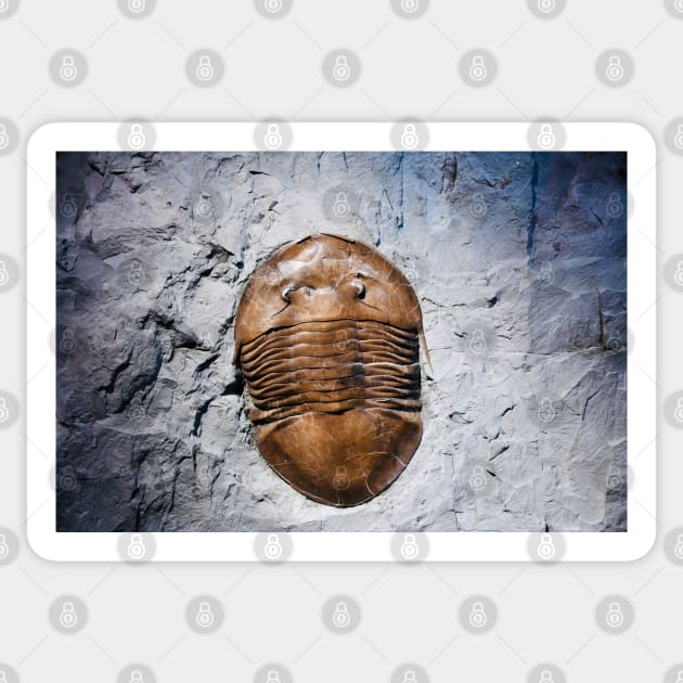 Fossil 2 Sticker by Wolf Art / Swiss Artwork Photography